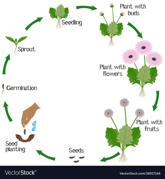The diagram below shows the growth cycle of a gerbera plant