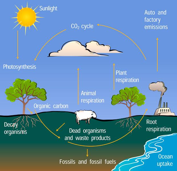 57.The diagram below illustrates the carbon cycle in nature. Summarize the information by selecting and reporting the main features, and make comparisons where relevant