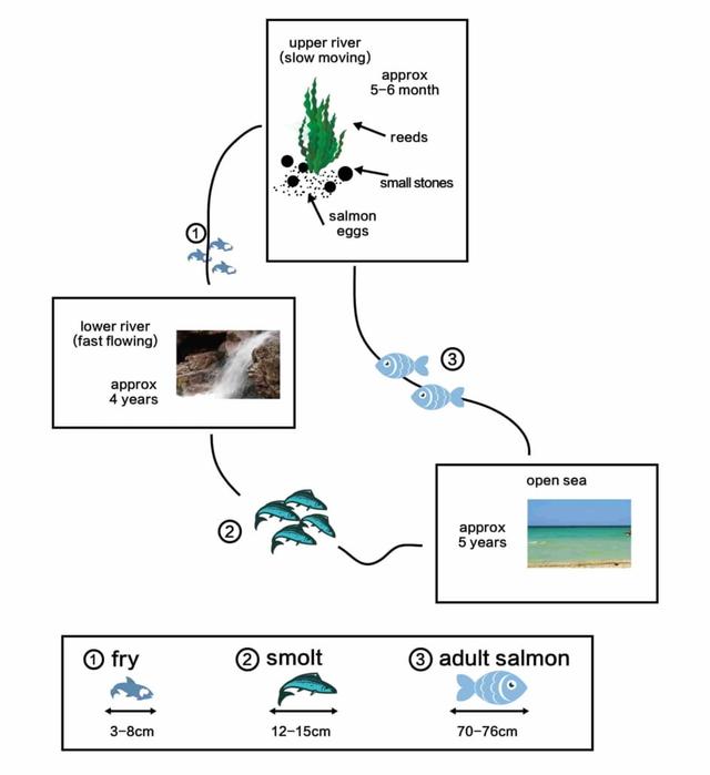 The diagrams show the life cycle of a species of large fish called the salmon. Summarise the information by selecting and reporting the main features, and make comparison where relevant