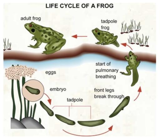 The diagram shows the the life cycle of a frog.