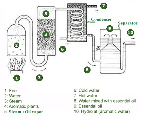 The diagram below shows how oil is expected in use of production of perfume Summarise the information by selecting and reporting the main features, and make comparisons where relevant