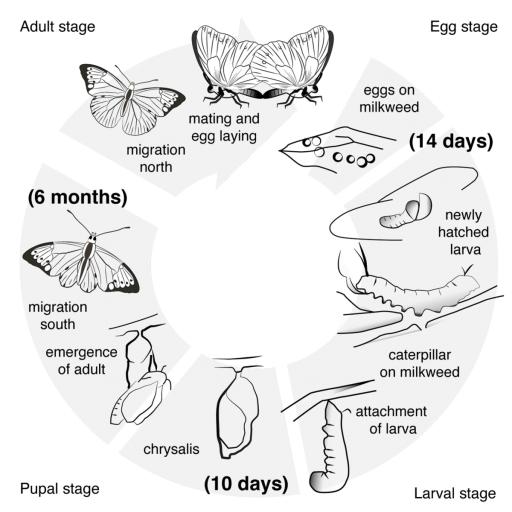 The diagram below shows the life cycle of the Monarch butterfly. Summarise the information by selecting and reporting the main features and make comparisons where relevant.