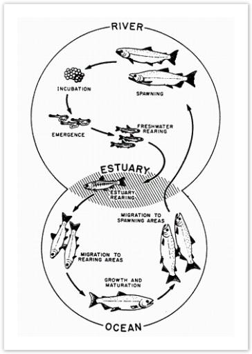 The diagram below shows the life cycle

of a salmon, from egg to adult fish,