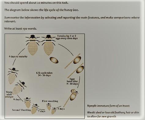 The diagram below shows the life cycle of the honey bee. Write a report for a university, lecturer describing the information shown below. Summarise the information by selecting and reporting the main features and make comparisons where relevant.