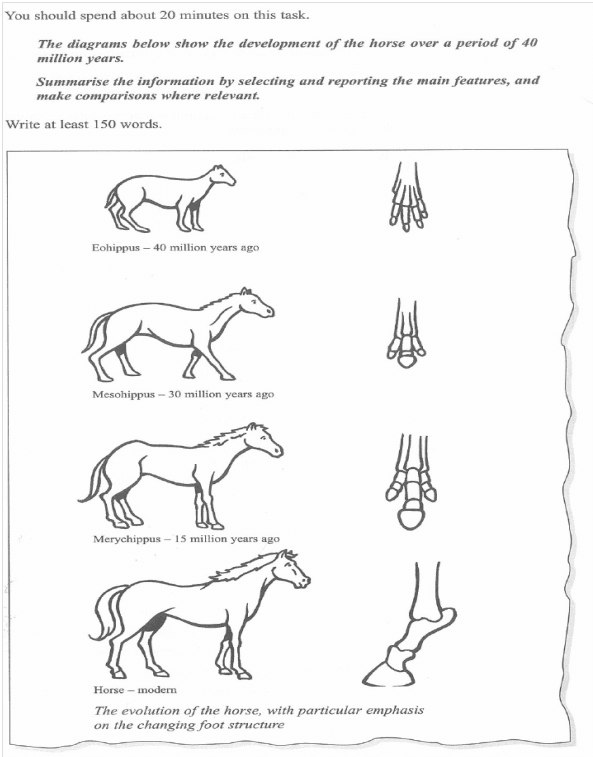 The diagrams below show the development of the horse. Summarise the information by selecting and reporting the main features and make comparisons where relevant.