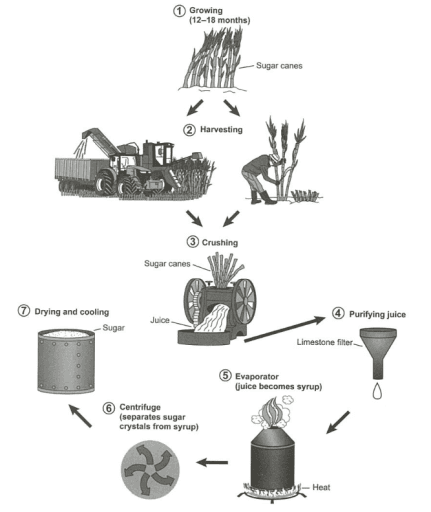 The diagram below shows the manufacturing process for making sugar from sugar cane. Summarize the information by selecting and reporting the main features, and make comparisons where relevant.