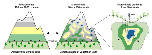 The diagram gives information about the vegetation distribution of two different types of mountain, namely tropical and temperate mountains.