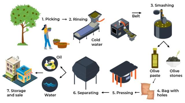 The diagram illustrates tthe process of production of olive. Summarize the information by selecting and reporting the main features and make comparisons where relevant.