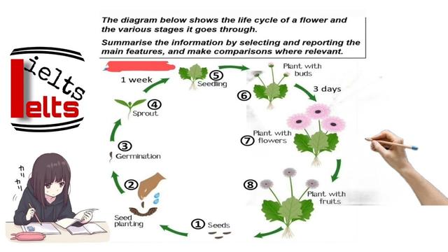 The diagram below shows the life cycle of a flower and the various stages it goes through.
