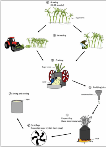 The diagram below shows the manufacturing process for making sugar from sugar cane . Summarize the information by selecting and reporting the main features and make comparisons where relevemt