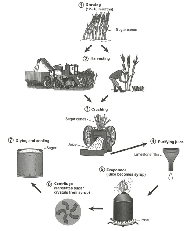 The diagram below shows how sugarcanes are processed to get consumable sugar. Summarise the information by selecting and reporting the main features, and make comparisons where relevant.