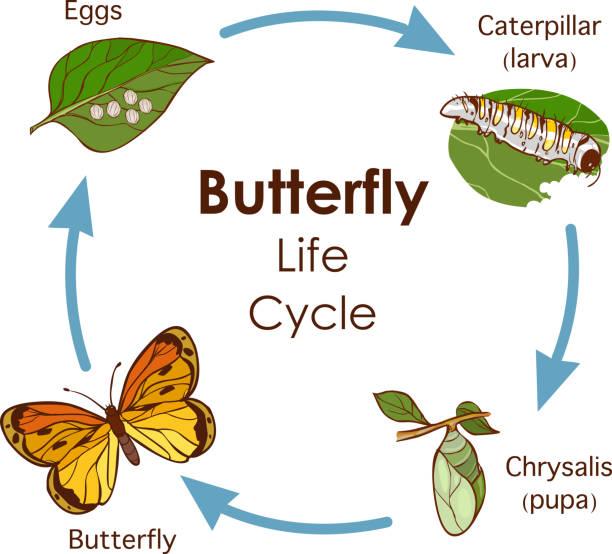 The diagram illustrates the stages in the life cycle of the butterfly.