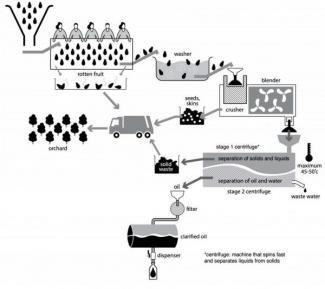 The diagram below shows how avocado oil is extracted.

Summarise the information by selecting and reporting the main features, and make comparisons where relevant.