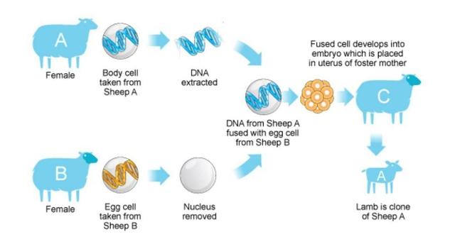 The following diagram shows the process of cloning a sheep. Summarise the information by selecting and reporting the main features, and make comparisons where relevant.