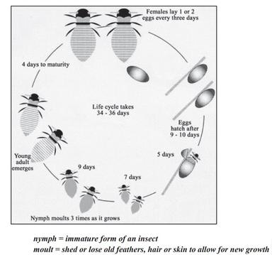 The diagram below shows the life cycle of the honey bee - IELTS Writing ...