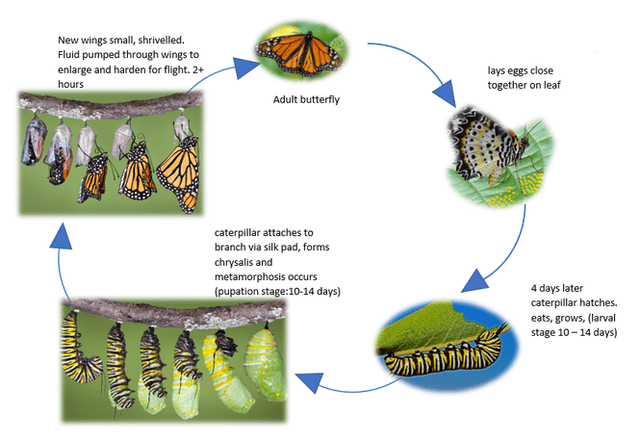 The diagram below shows the life cycle of the Monarch butterfly. Summarise the information by selecting and reporting the main features and make comparisons where relevant.