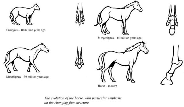 The diagram below show the development of the horse over a period of 40 million years. The evolution of the horse, with particular emphasis on the changing foot structure. Write a report for a university lecturer describing the information shown below.