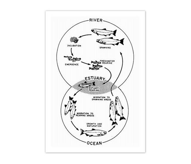 The diagram below shows the life cycle of a salmon, from egg to adult fish. Summarise the information by selecting and reporting the main features and make comparisons where relevant.