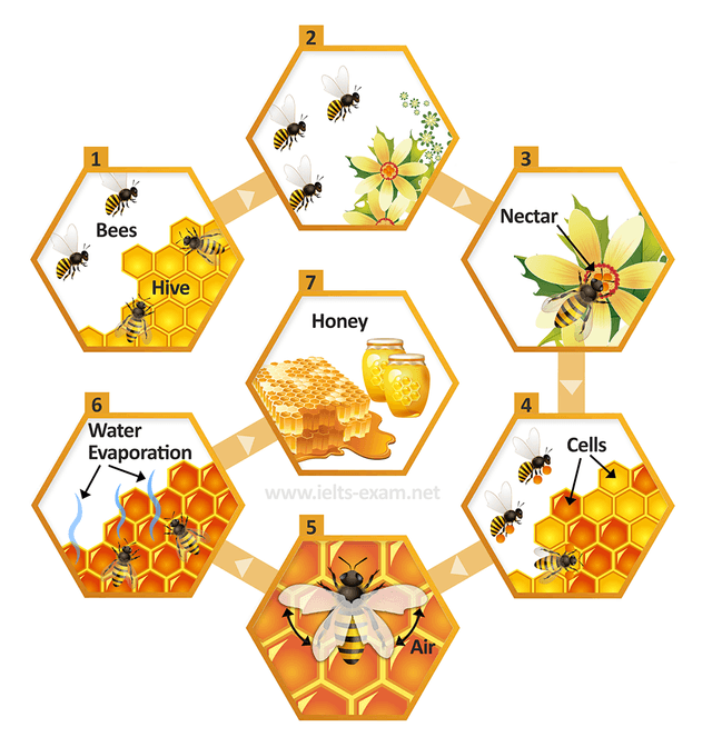 The diagrams show how the bee makes honey and the stages in the production of honey. Summarize the information by selecting and reporting main features and making comparisons where relevant.
