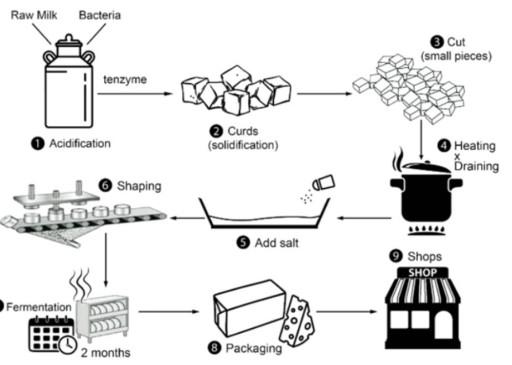 The diagram below shows how cheese is made. Write a report for a university lecturer describing the information shown below. Summarise the information by selecting and reporting the main features and make comparisons where relevant.