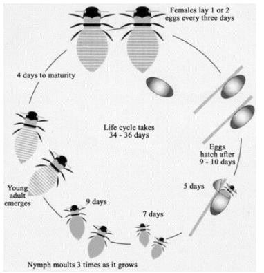 The diagram shows the life cycle of honey bee.