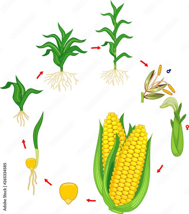 The diagram illustrates the life cycle of a corn plant