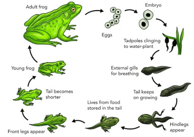 The diagram illustrates the life cycle process of frogs in a pond.