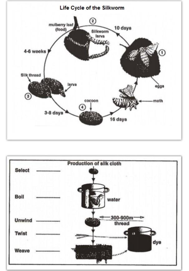 The diagram below shows the life cycle of the silkworm and the stages in the production of silk cloth.