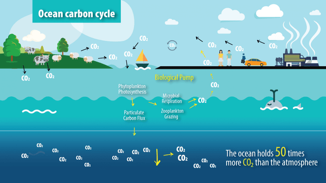 The diagram shows the stages of ocean carbon cycle