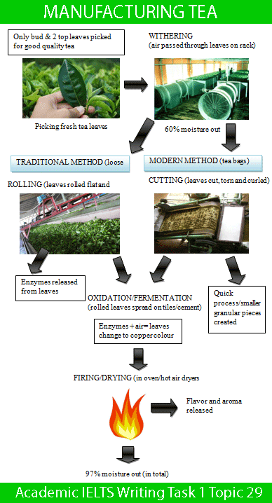 the diagram below shows two different processes for manufacturing black tea