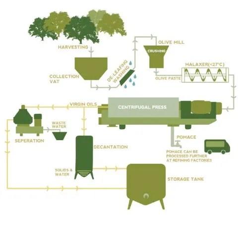 The diagram details the process of producing olive oil. Summarise the information by selecting and reporting the main features, and make comparisons where relevant.