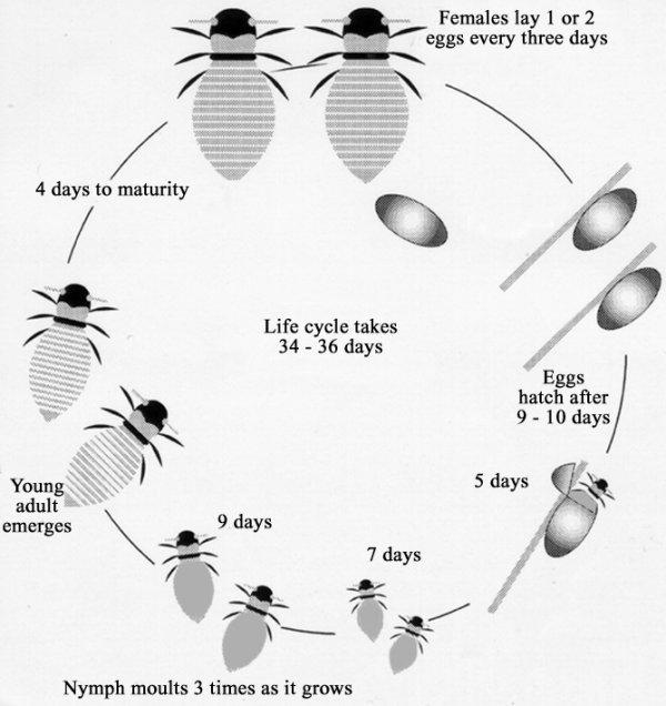The diagram illustrates the various stages in the life of a honey bee.