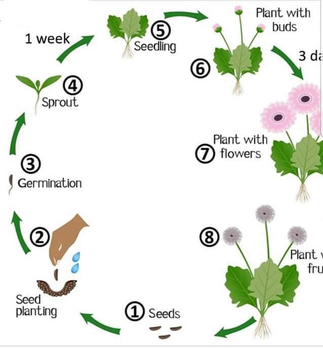 The diagram shows the life cycle of flowering plants.