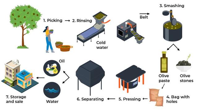 The diagram below shows the production of olive oil.