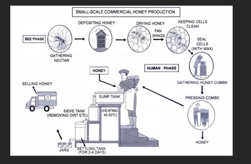 The diagram below shows how honey is made in small-scale commercial production.

Summarize the information by selecting and reporting the main features, and make comparisons where relevant.