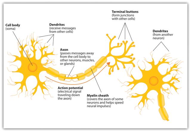 The diagram shows the components of a neuron and how it works.