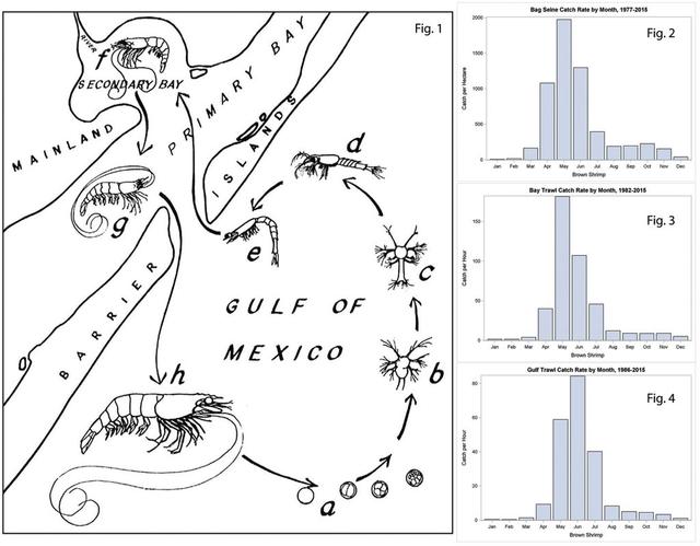 The diagram shows the life cycle of the brown, white, pink shrimps in the Gulf of Mexico. Summarize the information by selecting and reporting the main features and make comparison where relevant.