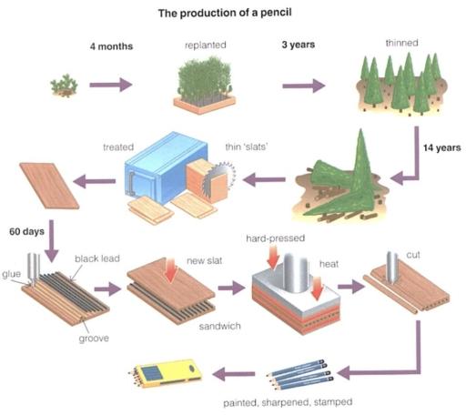 The diagram below displays the production of a lead pencil.