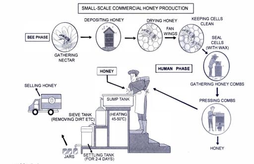 The diagram shows how honey is produced in small-scale commercial production. Summarize the information by selecting and reporting the main features, and make comparisons where relevant.