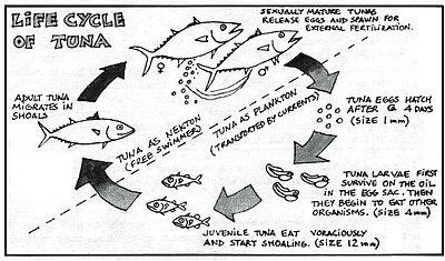 The diagram shows the life of a special type of tuna fish.