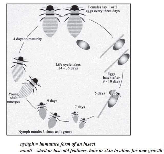 The diagram shows the life cycle of the honey bee.