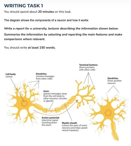 The diagram shows the components of a neuron and how it works Write a report for a university, lecturer describing the information shown below. Summarise the information by selecting and reporting the main features and make comparisons where relevant.