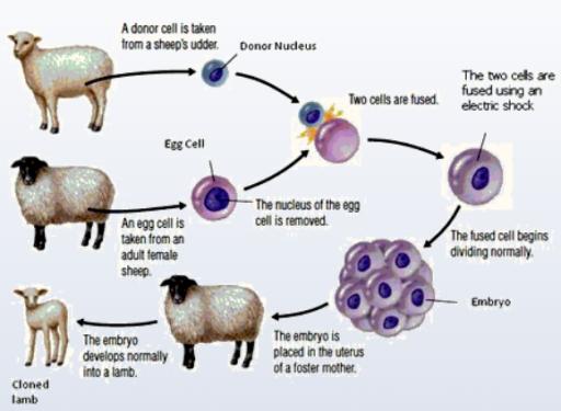 The following diagram shows the process of cloning a sheep. Summarise the information by selecting and reporting the main features, and make comparisons where relevant.