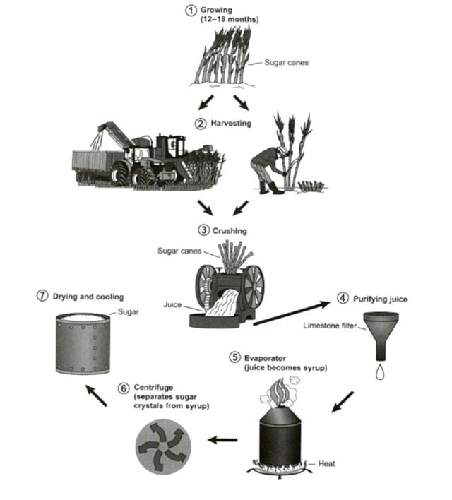 The diagram illustrates the process of production sugar in a specific plant (sugar cane). Overall, sugar cane can be used to produce sugar in seven different process, starts from growing and ends by drying and cooling process which becomes sugar.