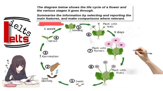 The diagram below shows the growth cycle of a gerbera plant

Summarize the information by selecting and reporting the main features, and make comparisons where relevant.