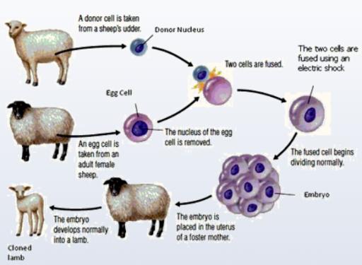 The following diagram shows the process of cloning a sheep.

Summarise the information by selecting and reporting the main features, and make comparisons where relevant.

Write at least 150 words.