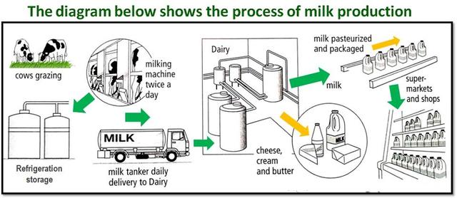 The process diagram give illustration on the stages involved in the production of dairy and its varieties.

Overall, there are 8 different stages in the production of milk. The first few steps takes place in the farm while the last steps are done in the factory.

To begin with, Grazing occurs in the farm, It is harvesting by animal instead of by machines.  It provides good nutrition and other benefits to the animal. Milk is extracted from the cows by milk machine and the milk is refrigerated. Milk is transferred into milk tanker and milk is delivered daily to the diary.

Furthermore, Diary milk is pasteurized and packaged in form of cheese, butter and cream. They are distributed in supermarkets, shops and stores for human consumption.

In addition, grazing occurs in the farm and extraction of milk by the milking machine, milk pasteurization and packaging process is done in the factory, and then distributed to shops.