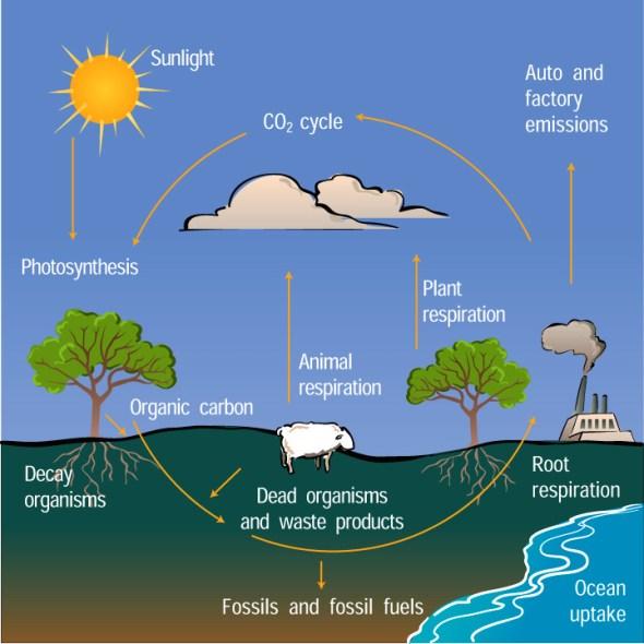 The diagram below illustrates the carbon cycle in nature. Write a 150-word description of this diagram for a university lecturer.