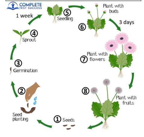 Topic: The diagram below shows the life cycle of a flower and the various stages it goes through.