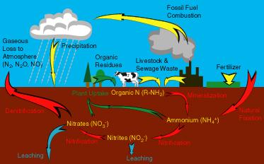 The diagram belonshows part of the nitrogen cycle in Earth.The black arrows represent the movement of nitrogen as it is changed.